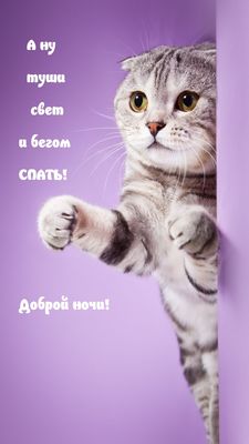 Открытка «Доброй ночи»: Доброй ночи: прикольный кот желает сладких снов. Тэги: Спокойной ночи, Спокойной ночи, с поже…