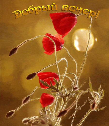 Открытка «Добрый вечер и пожелания»: Добрый вечер! Красивая открытка с красными маками. Тэги: Доброго летнего вечера…