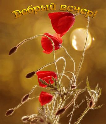 Открытка «Добрый вечер и пожелания»: Добрый вечер! Красивая открытка с красными маками. Тэги: Доброго летнего вечера…