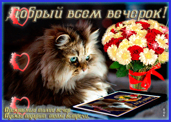 Открытка «Добрый вечер и пожелания»: Добрый вечер: пушистый кот и букет для настроения. Тэги: Добрый вечер женщине…