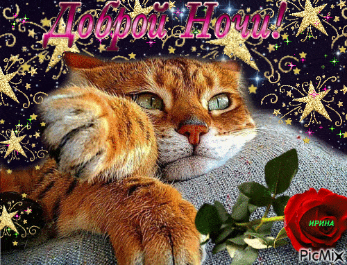 Открытка «Доброй ночи»: Спокойной и доброй ночи: рыжий кот и алая роза. Тэги: Спокойной ночи, анимационный, Спокойной…
