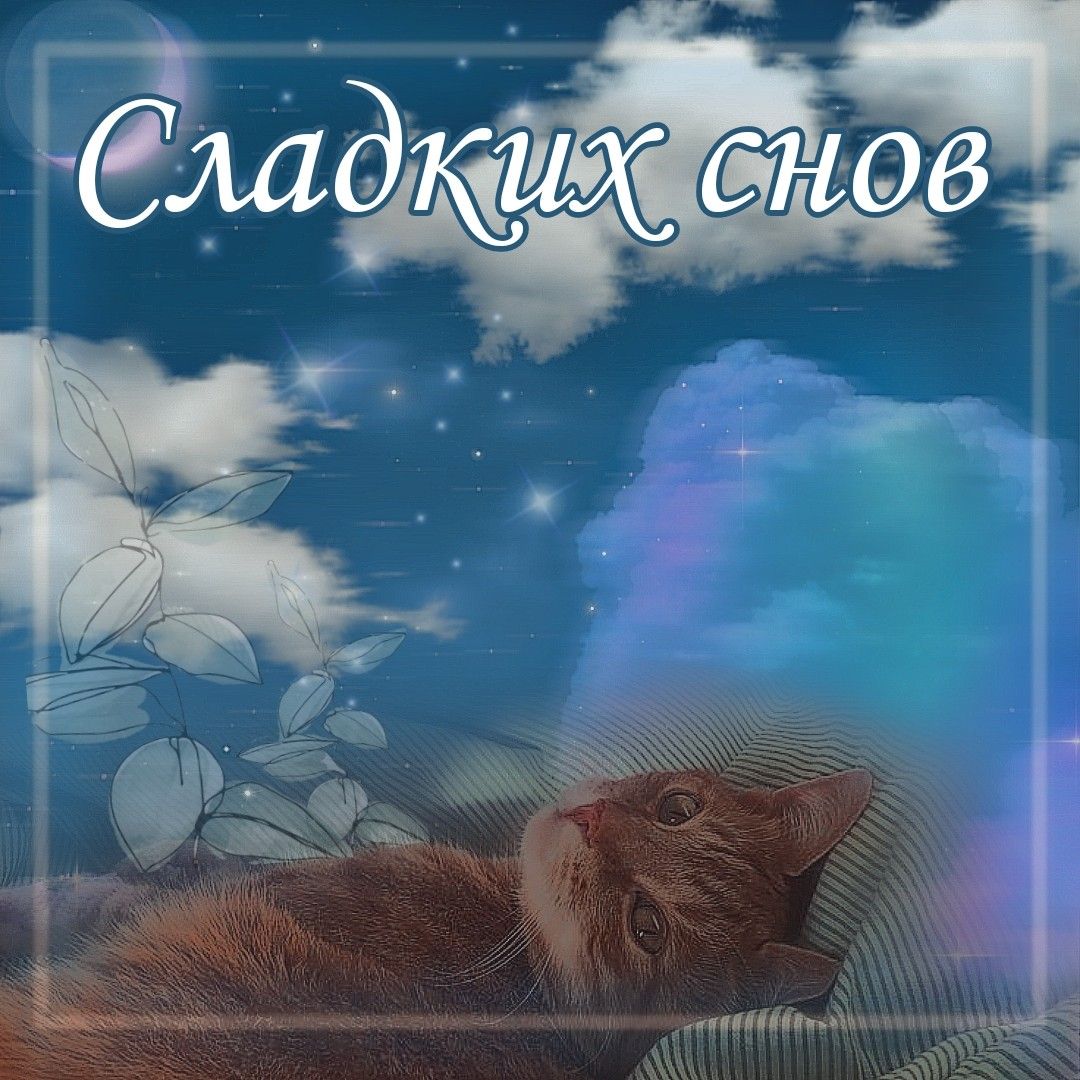 Открытка «Доброй ночи»: Спокойной ночи: «Сладких снов» с милым котом. Тэги: Спокойной ночи, мечтательный, Спокойной н…