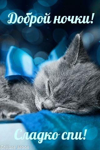 Открытка «Доброй ночи»: Спокойной ночи: Спящий котик с синим бантом. Тэги: Спокойной ночи, Спокойной ночи, красивые…