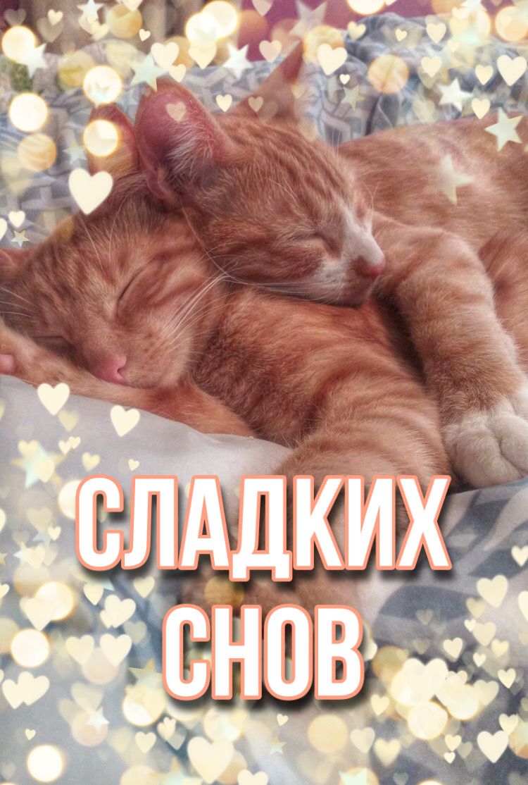 Открытка «Доброй ночи»: Спокойной ночи: Сладких снов с милыми котятами. Тэги: Спокойной ночи, Спокойной ночи, с пожел…