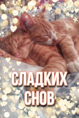 Открытка «Доброй ночи»: Спокойной ночи: Сладких снов с милыми котятами. Тэги: Спокойной ночи, Спокойной ночи, с пожел…