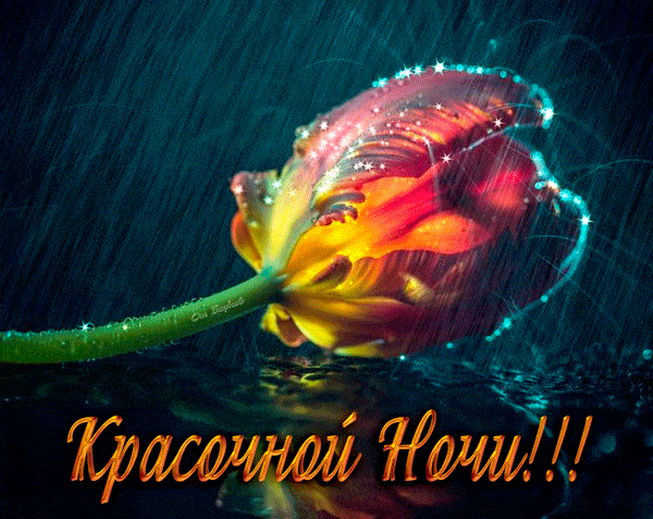 Открытка «Доброй ночи»: Спокойной ночи: красочный тюльпан под дождем. Тэги: Спокойной ночи, Спокойной ночи, красивые…