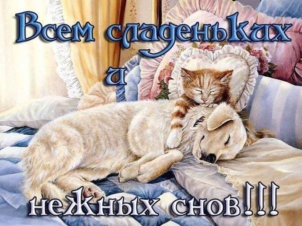 Открытка «Доброй ночи»: Доброй ночи: Сладких и нежных снов с котиком и собачкой. Тэги: Спокойной ночи, Спокойной ночи…