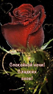 Открытка «Доброй ночи»: Спокойной ночи: Красная роза и пожелание сладких снов. Тэги: Спокойной ночи, Спокойной ночи…