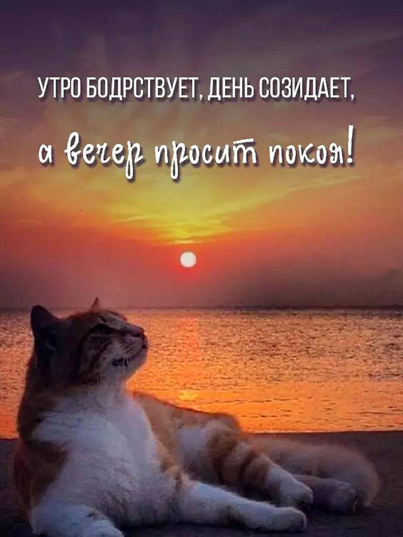 Открытка «Философский»: Добрый вечер: Кот на закате у моря. Тэги: Добрый вечер и пожелания, Доброго вечера и хорошего…
