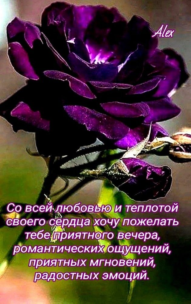 Открытка «Добрый вечер и пожелания»: Добрый вечер: Теплое пожелание с фиолетовой розой. Тэги: Добрый вечер женщине…