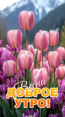 Открытка «С добрым утром»: С добрым утром: Весенние тюльпаны на фоне гор. Тэги: С добрым весенним утром, С добрым утр…