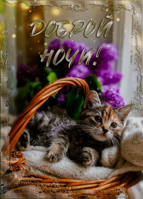 Открытка «Доброй ночи»: Доброй ночи: Милый котенок в корзине с цветами. Тэги: Спокойной ночи, Спокойной ночи, с пожел…