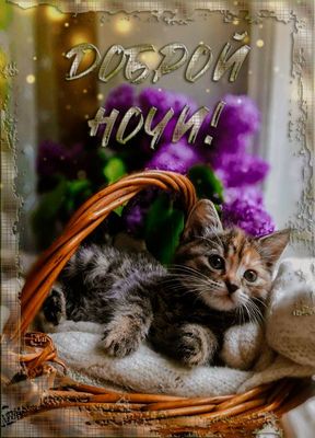 Открытка «Доброй ночи»: Доброй ночи: Милый котенок в корзине с цветами. Тэги: Спокойной ночи, Спокойной ночи, с пожел…