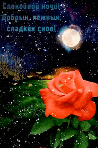 Открытка «Доброй ночи»: Спокойной ночи: Красная роза под полнолунием. Тэги: Спокойной ночи, Спокойной ночи, с пожелан…
