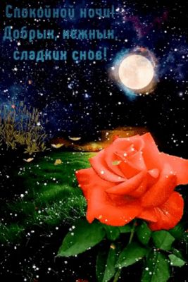 Открытка «Доброй ночи»: Спокойной ночи: Красная роза под полнолунием. Тэги: Спокойной ночи, Спокойной ночи, с пожелан…
