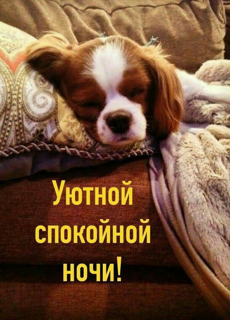 Открытка «Доброй ночи»: Спокойной ночи: открытка с милым спящим песиком. Тэги: Спокойной ночи, Спокойной ночи, с поже…