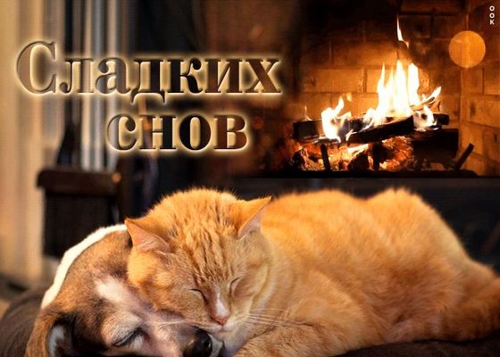 Открытка «Доброй ночи»: Спокойной ночи: Сладких снов у камина с котом и собакой. Тэги: Спокойной ночи, Спокойной ночи…