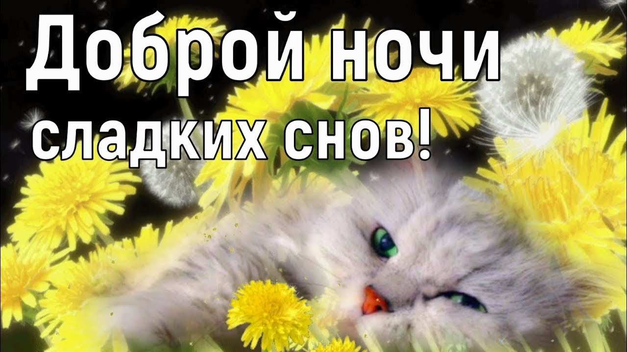 Открытка «Доброй ночи»: Доброй ночи: Милый котенок в одуванчиках. Тэги: Спокойной ночи, Спокойной ночи, с пожеланиями…