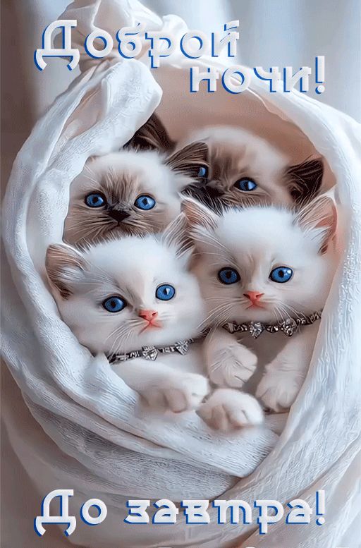 Открытка «Доброй ночи»: Доброй ночи: четверо милых котят в пушистом мешочке. Тэги: Спокойной ночи, Спокойной ночи…
