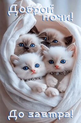 Открытка «Доброй ночи»: Доброй ночи: четверо милых котят в пушистом мешочке. Тэги: Спокойной ночи, Спокойной ночи…