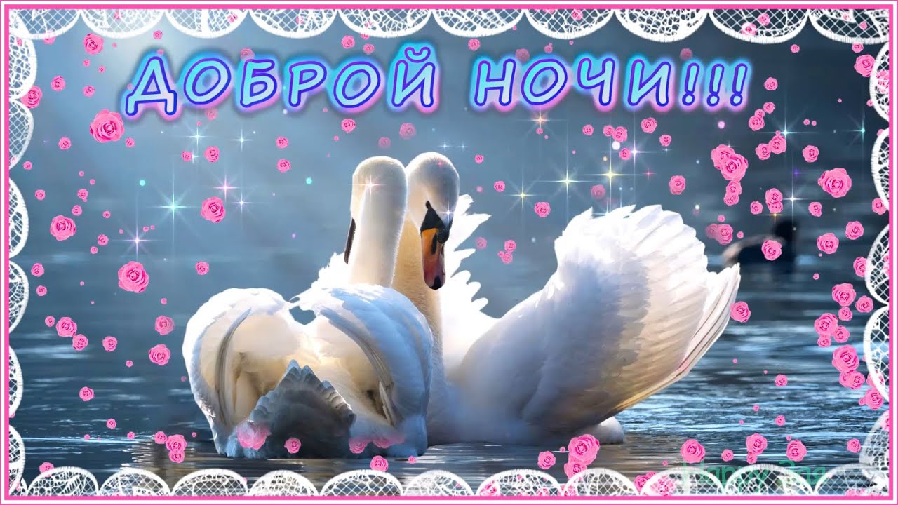 Открытка «Доброй ночи»: Доброй ночи: лебеди и розовые лепестки. Тэги: Спокойной ночи, Спокойной ночи, красивые…