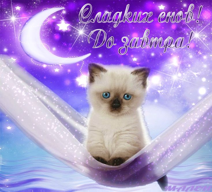 Открытка «Доброй ночи»: Спокойной ночи: милый котик и звездное небо. Тэги: Спокойной ночи, Спокойной ночи, красивые…