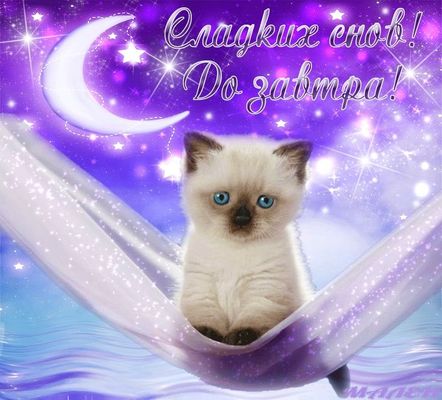 Открытка «Доброй ночи»: Спокойной ночи: милый котик и звездное небо. Тэги: Спокойной ночи, Спокойной ночи, красивые…
