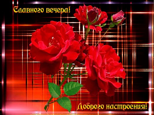 Открытка «Добрый день»: Добрый вечер: красные розы для доброго настроения. Тэги: Добрый день и добрые пожелания…