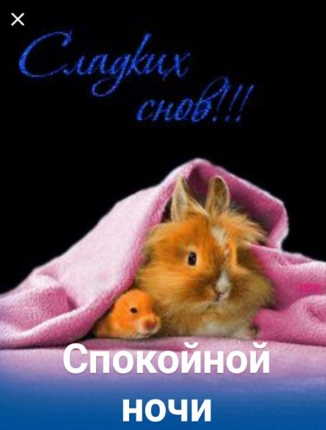 Открытка «Доброй ночи»: Спокойной ночи: милые зверята и пожелание сладких снов. Тэги: Спокойной ночи, Спокойной ночи…
