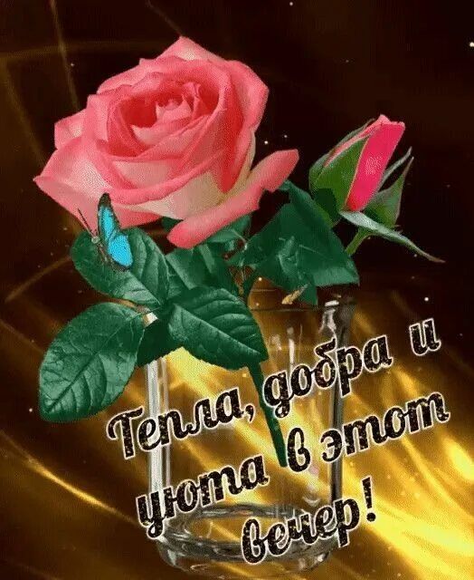 Открытка «Добрый вечер и пожелания»: Добрый вечер: Розовая роза для душевного тепла. Тэги: Добрый вечер, с цветами…