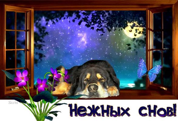 Открытка «Доброй ночи»: Доброй ночи: «Нежных снов» с милым псом у окна. Тэги: Спокойной ночи, Спокойной ночи, красивые…
