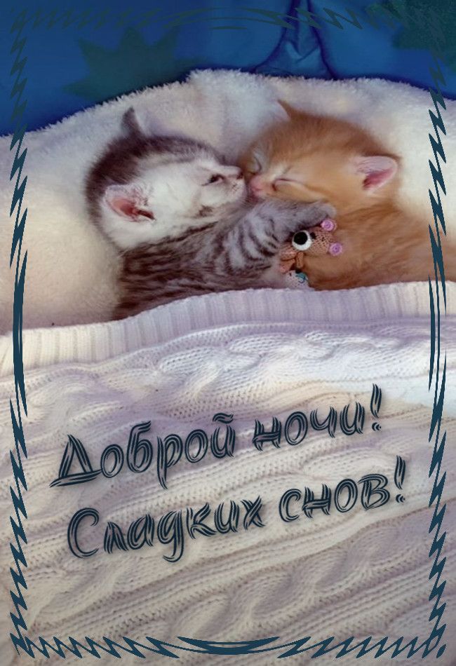 Открытка «Доброй ночи»: Доброй ночи: милые котята и пожелание сладких снов. Тэги: Спокойной ночи, Спокойной ночи…