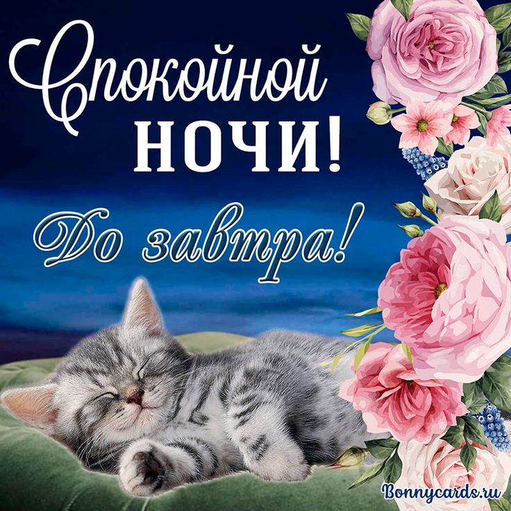 Открытка «Доброй ночи»: Спокойной ночи! Милый котенок и розовые цветы. Тэги: Спокойной ночи, Спокойной ночи, с пожела…