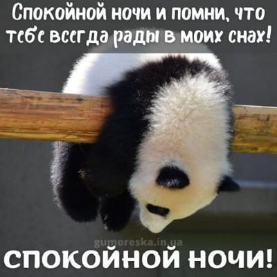 Открытка «Доброй ночи»: Спокойной ночи: милая панда и доброе пожелание. Тэги: Спокойной ночи, Спокойной ночи, с пожел…