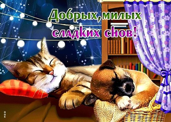 Открытка «Доброй ночи»: Спокойной ночи: Кот и собака желают сладких снов. Тэги: Спокойной ночи, Спокойной ночи…