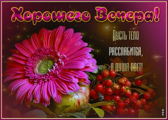 Открытка «Добрый вечер и пожелания»: Добрый вечер: красивая открытка с герберой и рябиной. Тэги: Доброго вечера и хор…