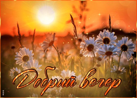 Открытка «Добрый вечер и пожелания»: Добрый вечер: Красивая открытка с ромашками у реки. Тэги: Доброго летнего вечера…