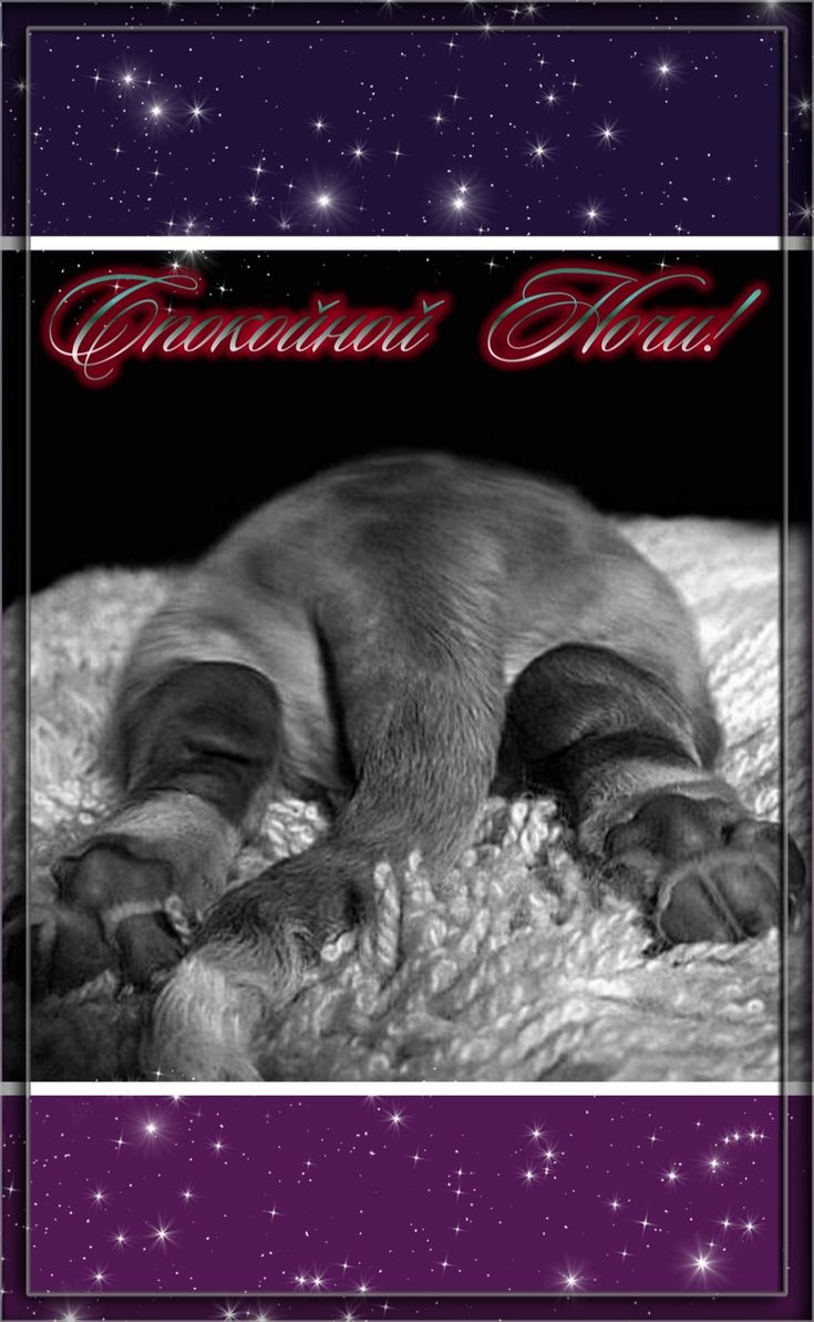 Открытка «Доброй ночи»: Спокойной ночи: прикольный щенок на звездном фоне. Тэги: Спокойной ночи, Спокойной ночи…