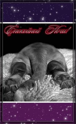 Открытка «Доброй ночи»: Спокойной ночи: прикольный щенок на звездном фоне. Тэги: Спокойной ночи, Спокойной ночи…