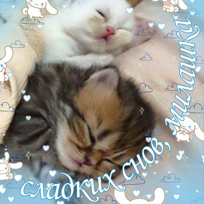 Открытка «Доброй ночи»: Спокойной ночи: спящие котята для милашки. Тэги: Спокойной ночи, любимая женщина, любимая дев…