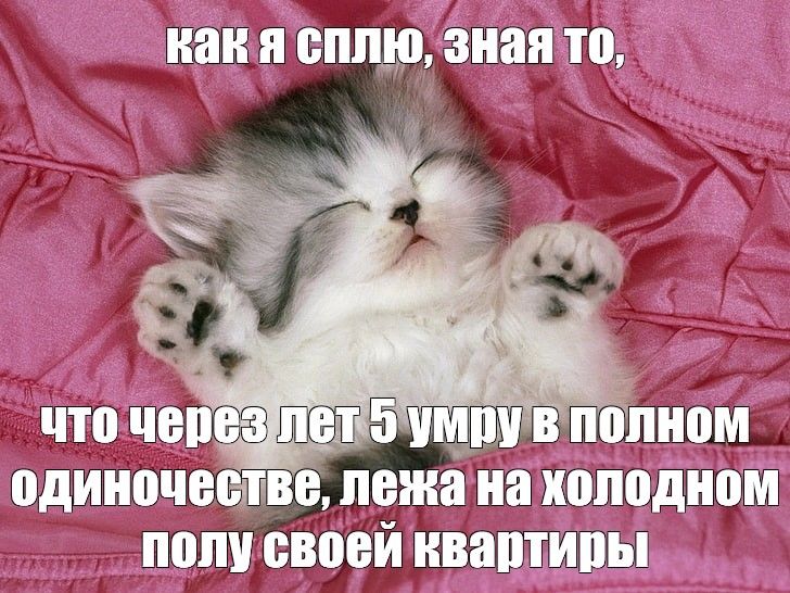 Открытка «Доброй ночи»: Спокойной ночи: прикольный котик и пожелание. Тэги: Спокойной ночи, Спокойной ночи, с пожелан…