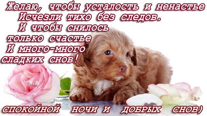 Открытка «Доброй ночи»: Спокойной ночи: милый щенок и роза. Тэги: Спокойной ночи, Спокойной ночи, с пожеланиями…