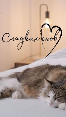 Открытка «Доброй ночи»: Спокойной ночи: милый кот и пожелание сладких снов. Тэги: Спокойной ночи, Спокойной ночи…
