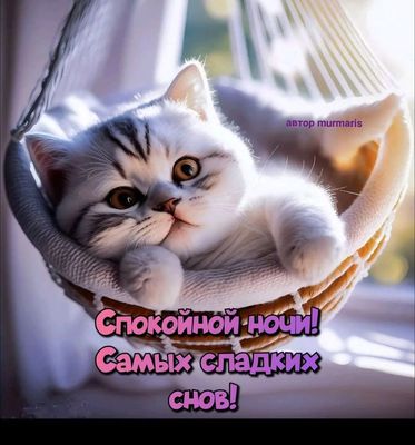 Открытка «Доброй ночи»: Спокойной ночи: милый котик в гамаке. Тэги: Спокойной ночи, Спокойной ночи, с пожеланиями…