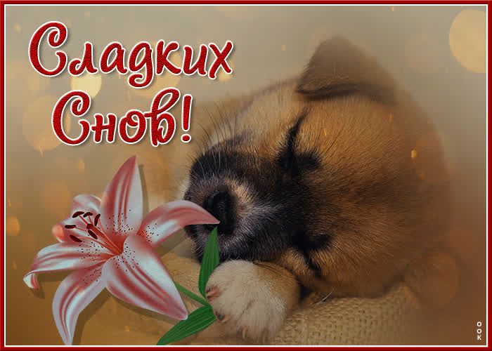Открытка «Доброй ночи»: Спокойной ночи: Сладких снов с милым щенком и лилией. Тэги: Спокойной ночи, Спокойной ночи…