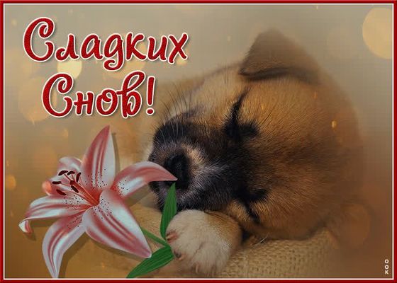 Открытка «Доброй ночи»: Спокойной ночи: Сладких снов с милым щенком и лилией. Тэги: Спокойной ночи, Спокойной ночи…