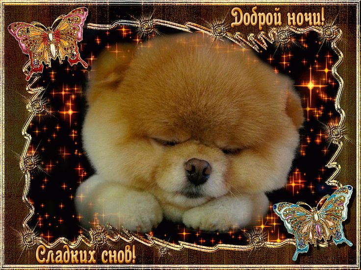 Открытка «Доброй ночи»: Спокойной ночи: милый шпиц и золотые бабочки. Тэги: Спокойной ночи, Спокойной ночи, с пожелан…