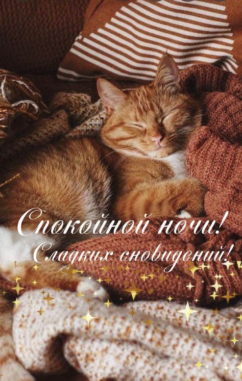 Открытка «Доброй ночи»: Спокойной ночи: рыжий кот и сладкие сновидения. Тэги: Спокойной ночи, Спокойной ночи, с пожел…