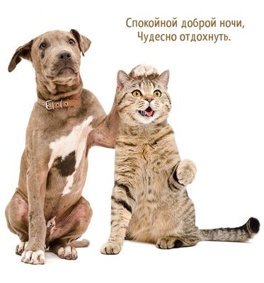 Открытка «Доброй ночи»: Доброй ночи: Смешная открытка с собакой и котом.