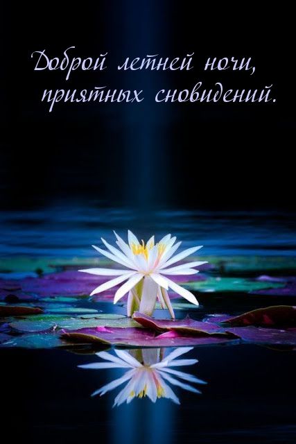 Открытка «Доброй ночи»: Доброй ночи: «Лотос на воде» — красивые пожелания. Тэги: Спокойной ночи, Спокойной ночи…